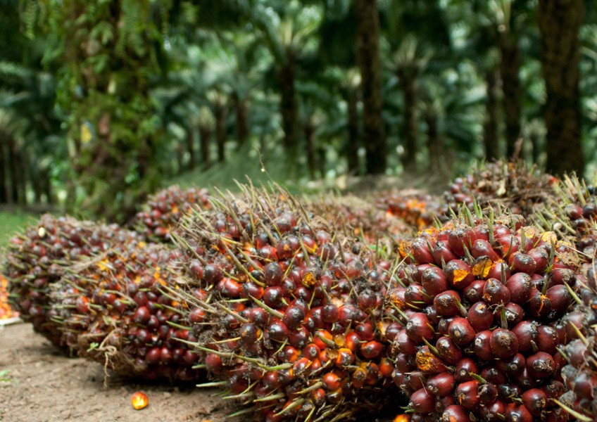 Laba DSNG Melonjak 37 Persen Seiring Kenaikan Harga CPO Global