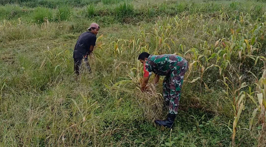 Babinsa Dampingi Petani Perkuat Semangat Pascapanen Jagung