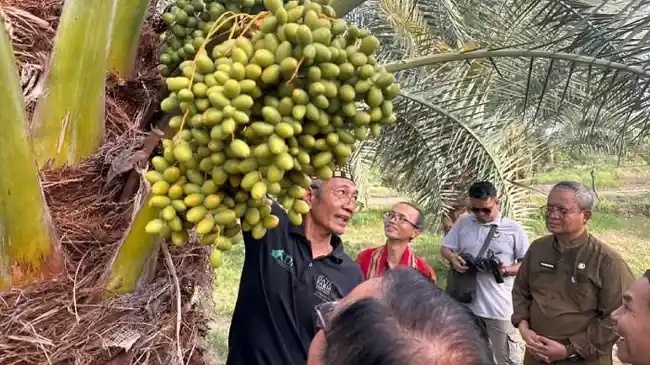 Kesuksesan Kurma Lombok: Perjuangan Petani Mengubah Keraguan