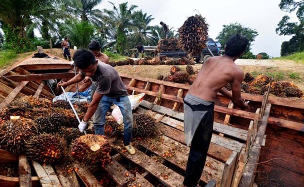 Kenaikan Harga Sawit di Jambi Dorong Optimisme dan Semangat Petani