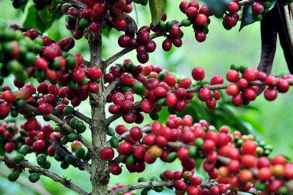 Harga Kopi Bener Meriah Naik, Petani Tetap Semangat Panen Raya