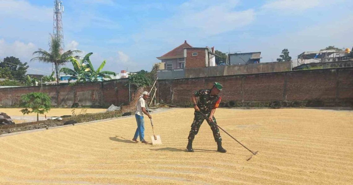 Babinsa Blimbing Bantu Petani Jaga Kualitas Gabah