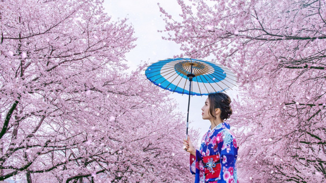 Destinasi Sakura Asia, Tak Hanya Jepang Menjadi Pilihan Wisatawan