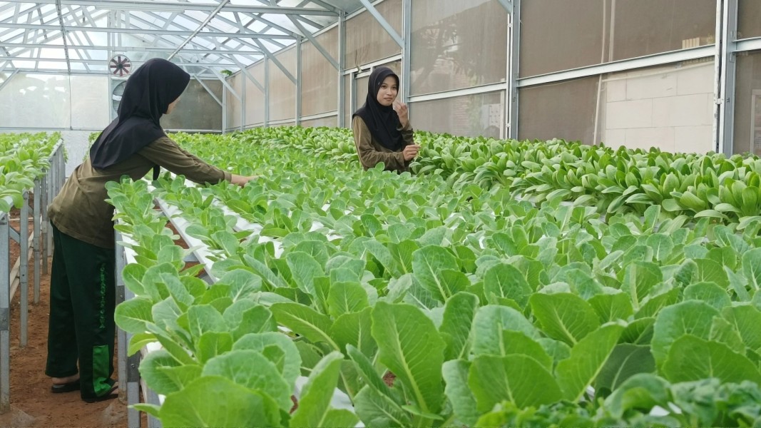Inovasi AI Gen Z Sulawesi Selatan Kembangkan Perkebunan Hidroponik