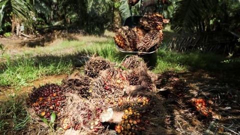 Harga CPO Melemah, Pasar Sawit Global Waspadai Tekanan dari Penguatan Ringgit