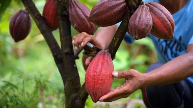 Ekspor Kakao Sabang Melonjak, Hilirisasi Jadi Senjata Baru Indonesia ke Eropa