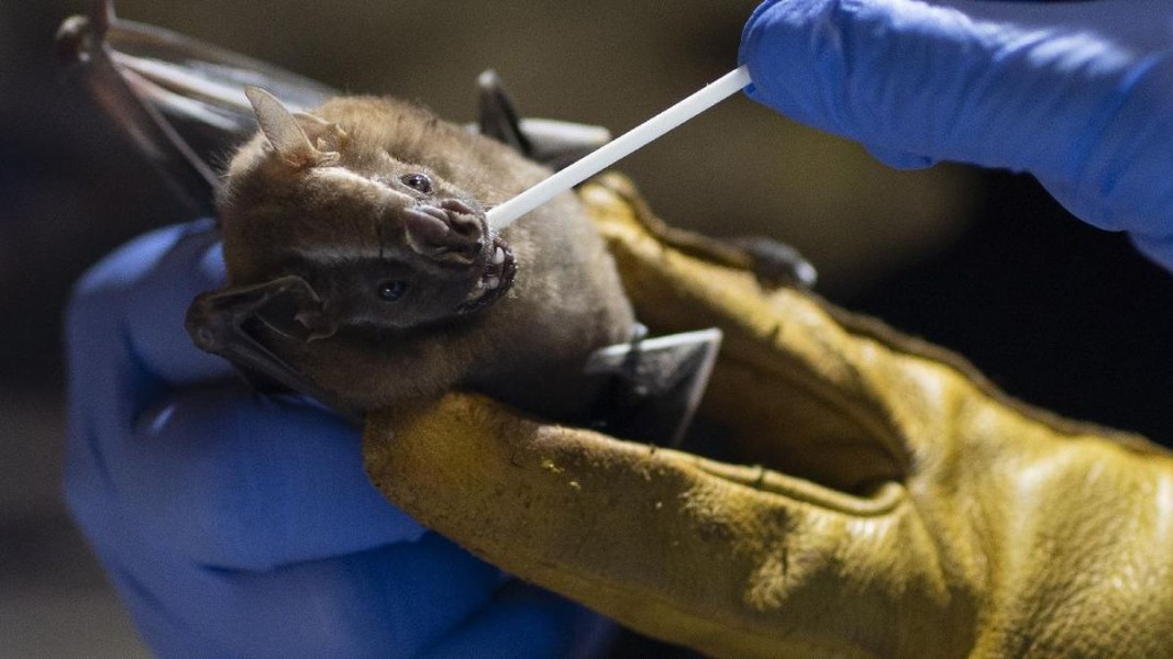 Gawat! Virus Nipah Merebak di India, Kemenkes Perketat Pengawasan di Pintu Masuk Indonesia