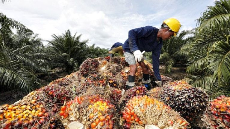Industri Sawit Wujudkan Ketahanan Energi dan Pangan Industri Sawit Wujudkan Ketahanan Energi dan Pangan