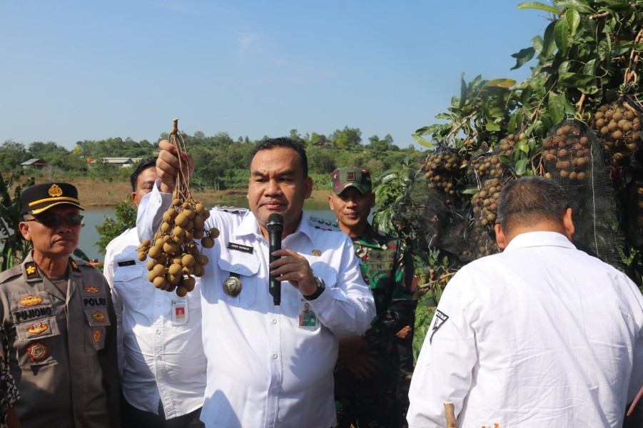 Petani Blora Raup Miliaran dari Kelengkeng di Lahan Waduk Petani Blora Raup Miliaran dari Kelengkeng di Lahan Waduk