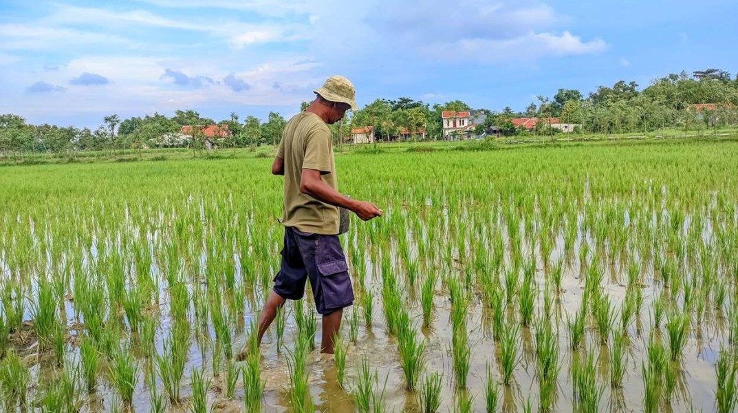 Inovasi Petani Gunung Maddah Dorong Ekonomi Berkelanjutan