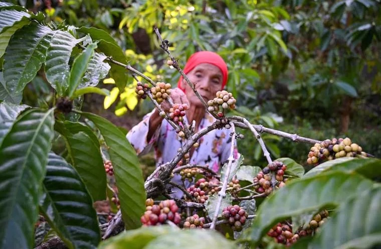 Panen Kopi Gombengsari Naik, Harga Capai Rp100 Ribu