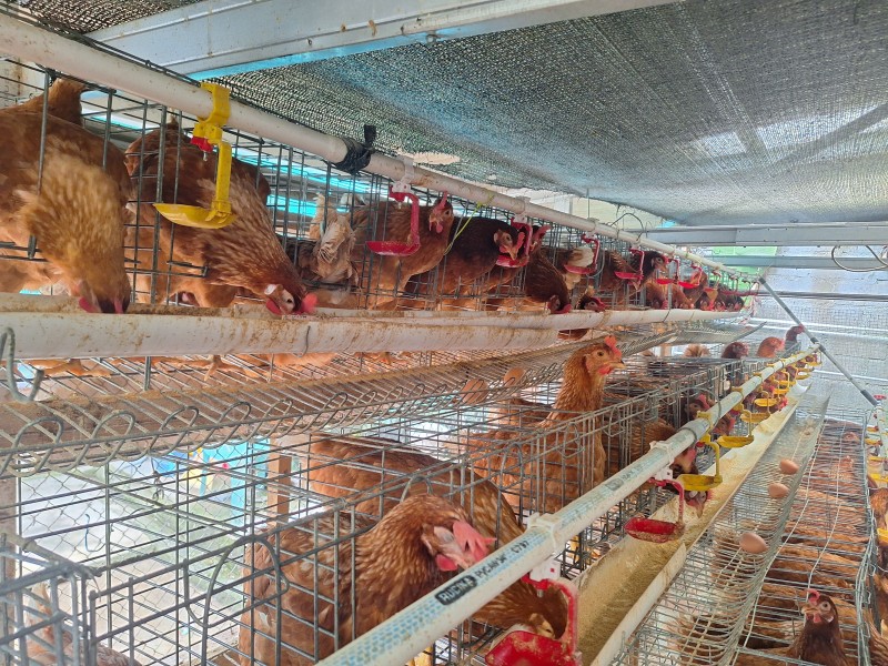 Tips Mengelola Kandang Peternakan Skala Rumah Anti Bau Tak Sedap