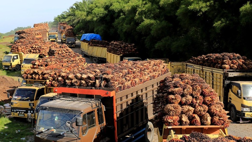 Harga CPO Pekan Ini Naik, Simak Proyeksi Mingguan