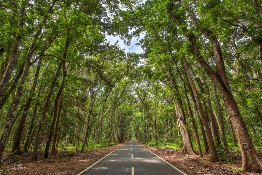Wisata Alas Purwo Ditutup Sementara Selama Tour de Banyuwangi Ijen