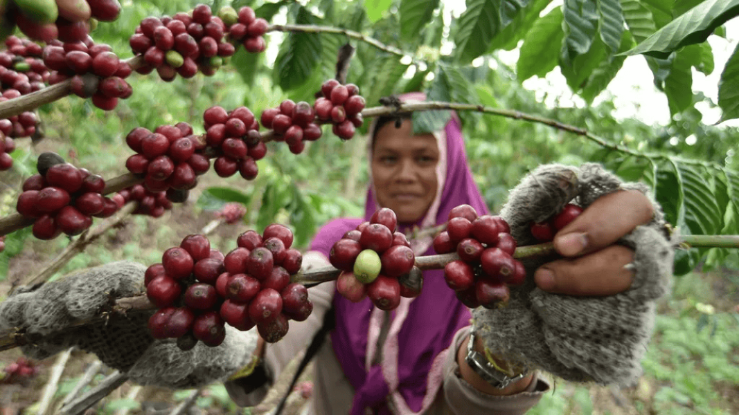 Harga Biji Kopi Kering Robusta Tingkat Petani Capai Rp95.000 per Kilogram, Memasuki Musim Panen 2025