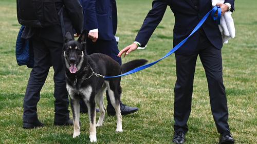 Dari Dunia Kebijakan Global ke Bisnis Anjing Penjaga Elite Bernilai Fantastis