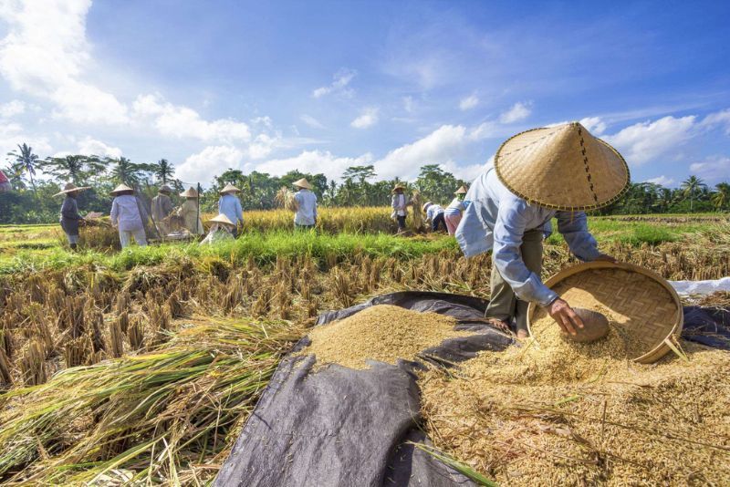 Harga Gabah Melonjak, Petani Cirebon Genjot Produksi Padi