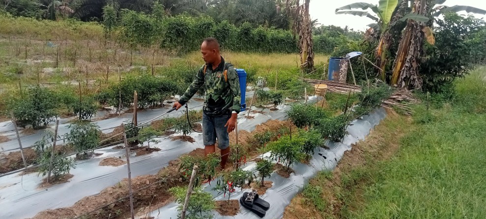Petani Cabai Singkil Utara Siapkan Panen Perdana Menjelang Idul Fitri Tahun Ini