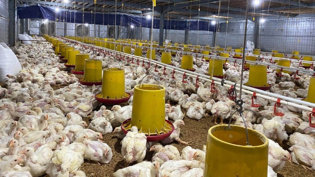 Danantara Fokus Dukung Peternak Ayam Rakyat Lewat Program Investasi Terbaru