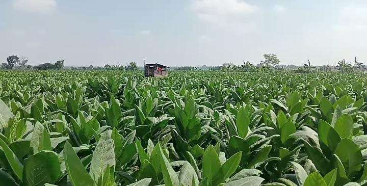 Semangat Petani Tembakau Sumenep Tak Surut Hadapi Kemarau Basah