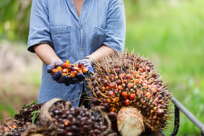 Rincian Harga TBS Sawit Riau Awal Oktober Terus Menguat Positif