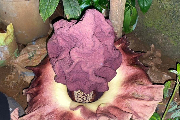 Fenomena Bunga Bangkai Suweg Mekar di Jagakarsa, Warga Berbondong-Bondong Datang