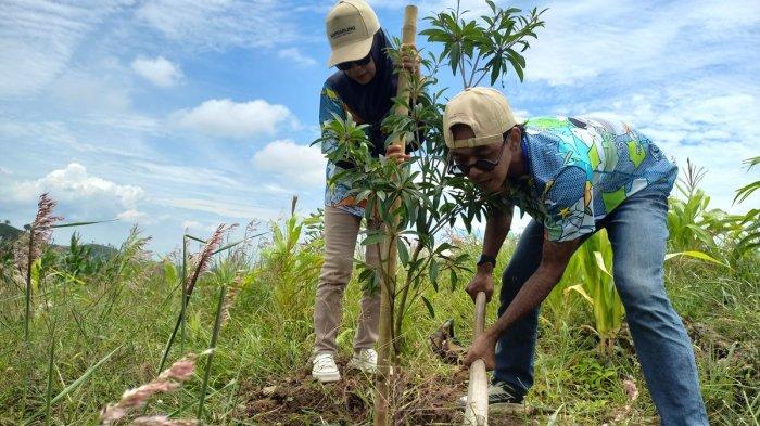 Petani Kudus Bertekad Jadikan Perbukitan Patiayam Sentra Mangga Terbesar di Jawa Tengah