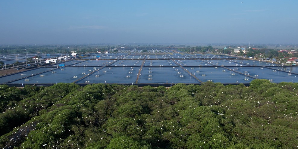 KKP Genjot Tambak Pantura 2026 Dorong Produksi dan Kesejahteraan Pembudidaya