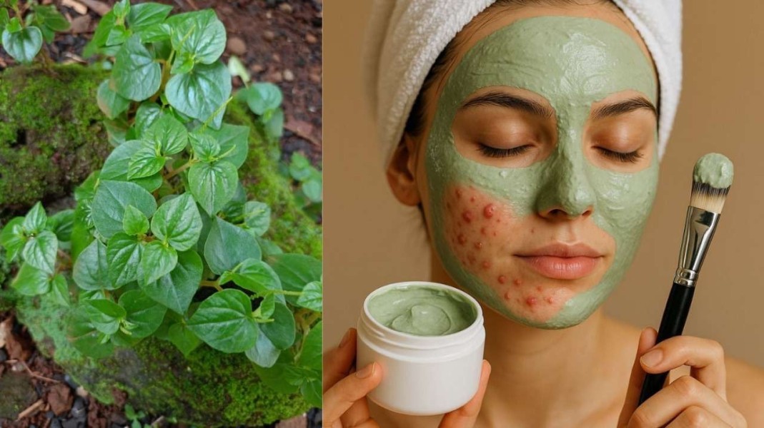 5 Manfaat Sirih Cina Untuk Kulit Wajah