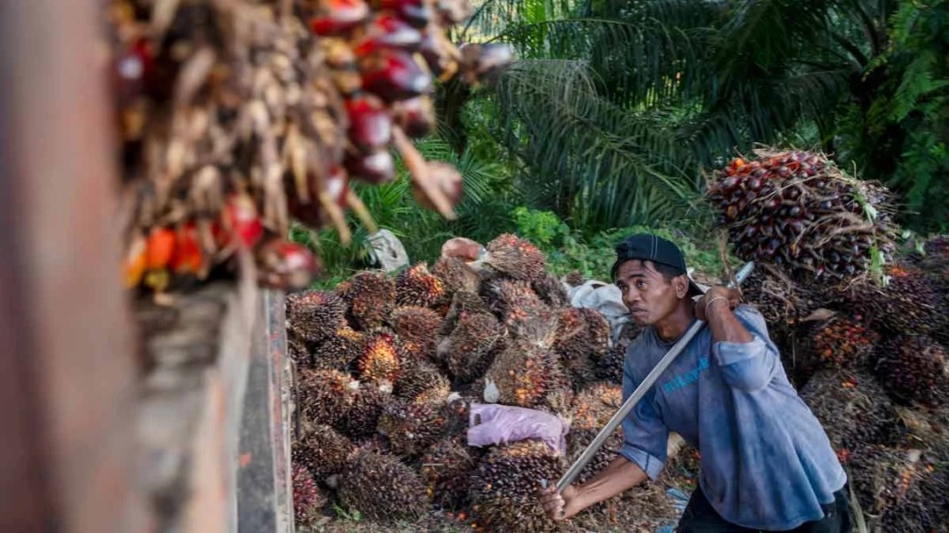 Harga CPO Bergerak Dinamis Didukung Beragam Sentimen Pasar Global