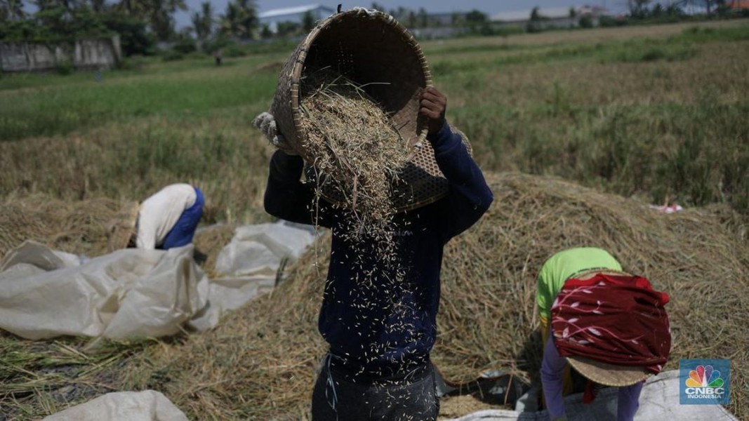 Produksi Gabah Kabupaten Pati Capai 240 Ribu Ton hingga Maret 2025, Infrastruktur Pertanian Terus Ditingkatkan