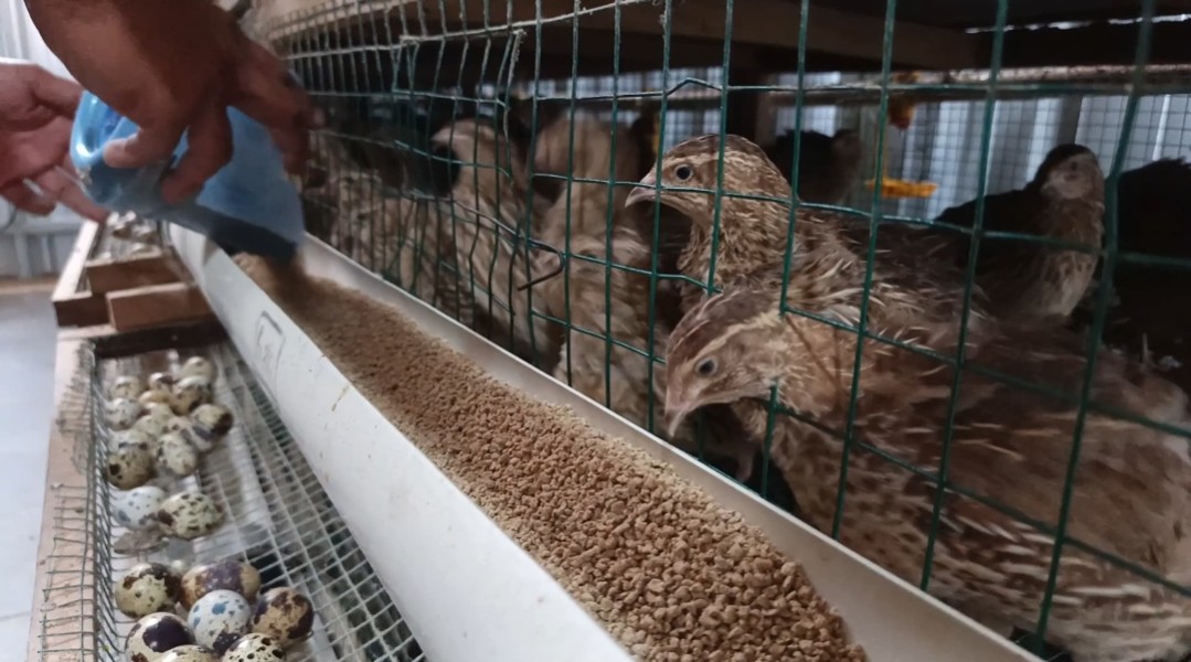 Peternakan Burung Puyuh Kodim Kuningan Dorong Ketahanan Pangan Anak Sekolah