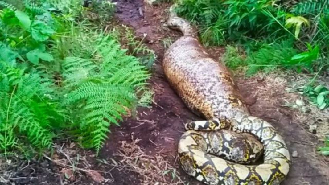 Warga Membelah Perut Piton yang Menelan Petani Lansia di Buton