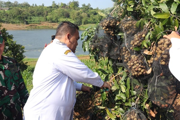 Petani Blora Raup Miliaran dari Panen Kelengkeng