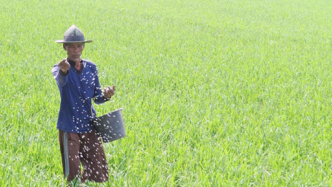 Krisis Pupuk di Kabupaten Padang Lawas: Petani Terpaksa Beli Pupuk Non Subsidi yang Mahal