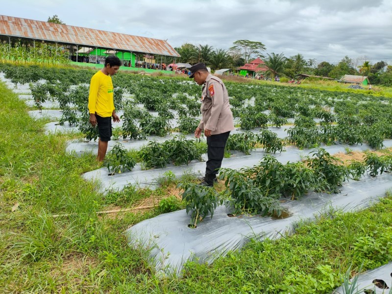 Petani Maksimalkan Pekarangan Untuk Ketahanan Pangan
