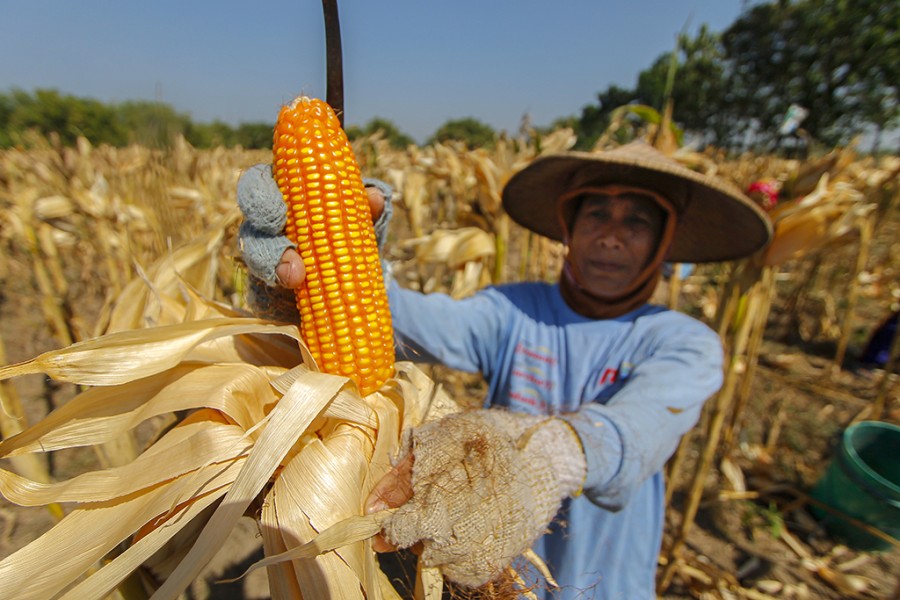Petani Nganjuk Panen Jagung Lebih Cepat Akibat Curah Hujan Tinggi