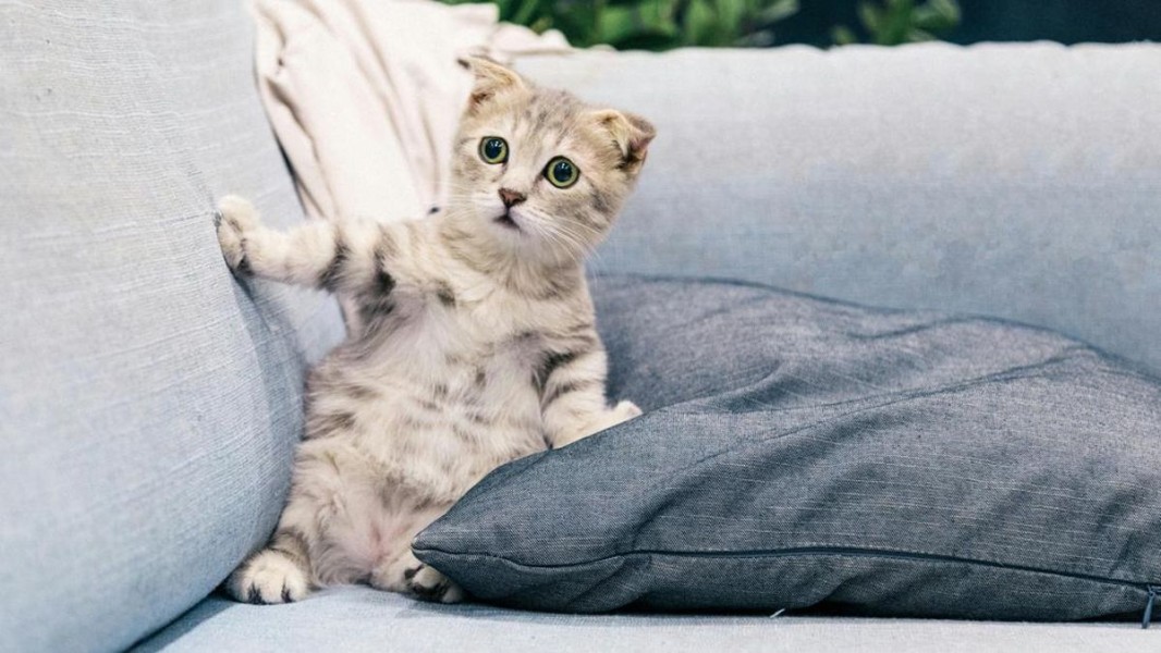 Penyebab Kucing Takut dan Cara Mengatasi Rasa Cemas Anabul