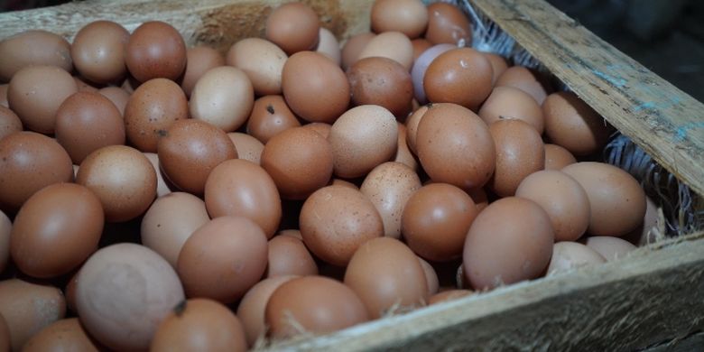 Dinas Peternakan NTB Fokus Pastikan Ketersediaan Daging, Ayam, dan Telur untuk Program Makan Bergizi Gratis (MBG) 2025