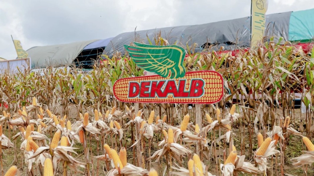 Panen Jagung Jawa Tengah Menunjukkan Dampak Positif Dukungan Bayer