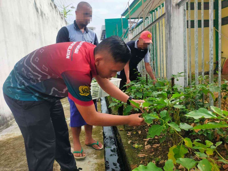 Rutan Barabai Giatkan Budidaya Terong untuk Dukung Ketahanan Pangan Nasional