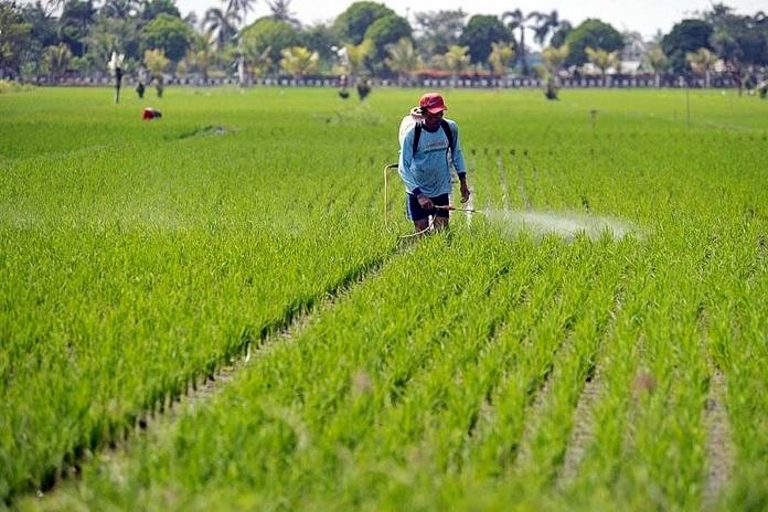 Musim Hujan Panjang, Peluang Emas bagi Petani Padi Indonesia