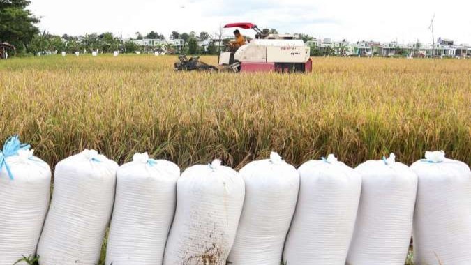 Serapan Gabah oleh Bulog Bikin Petani Bangka Selatan Lebih Tenang