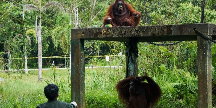 Hutan Rehabilitasi IKN Hidup Kembali Berkat Pemulihan Habitat Satwa Asli
