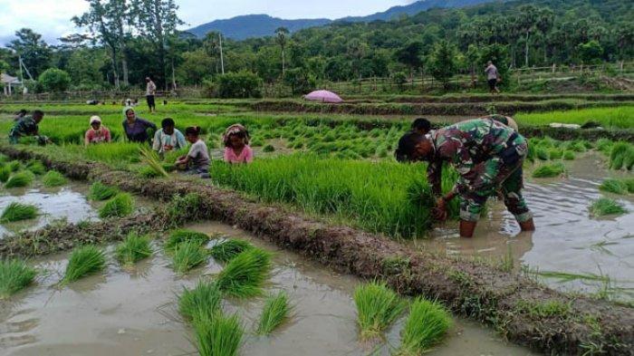 Satgas Yonif 741/GN Mendukung Ketahanan Pangan: Sinergi TNI dan Petani di Perbatasan Atambua