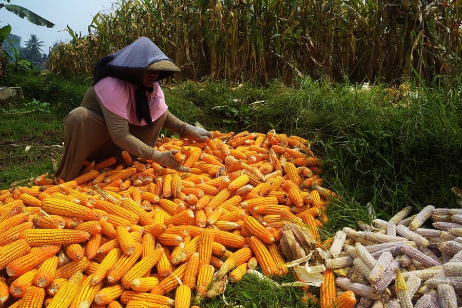 Analisis Kebijakan Pemerintah Terkait Kewajiban Impor Jagung Dari Amerika Serikat Terbaru