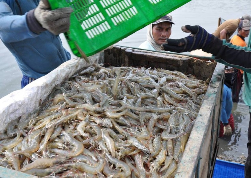 Hatchery Swasta Jadi Motor Penggerak Industri Udang Nasional