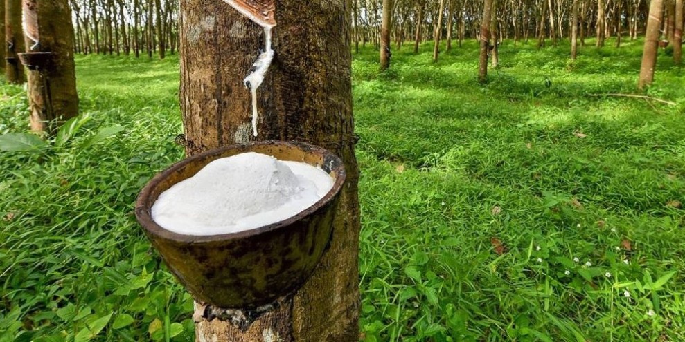 Harga Karet Dunia Naik Awal April 2026 Petani Diminta Jaga Kualitas Bokar