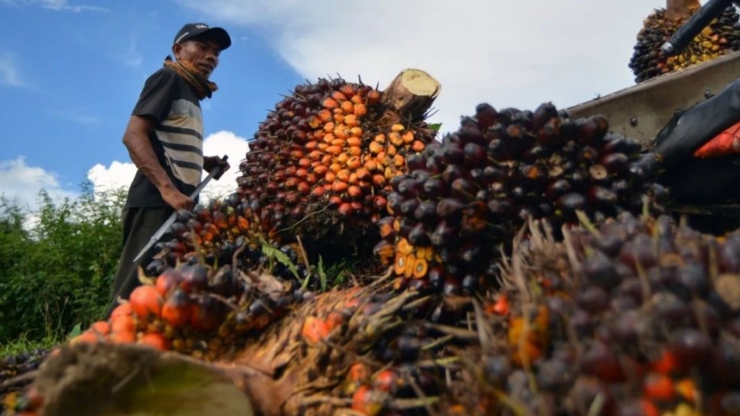Harga TBS Sawit Sumut Berubah, Madina Pimpin Daerah dengan Nilai Tertinggi