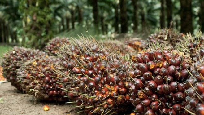 Harga Sawit Mitra Riau Naik Dorong Optimisme Petani Pekan Ini